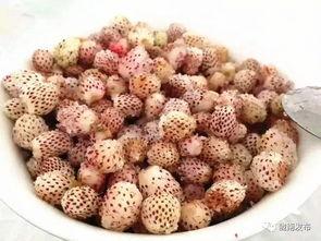 陇南武都网红吃瓜,网红吃瓜盛宴，探寻美食背后的故事