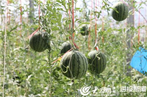 和县网红吃瓜事件视频,一场网络狂欢背后的真相揭秘